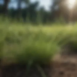 Bermuda grass seeds in a natural setting