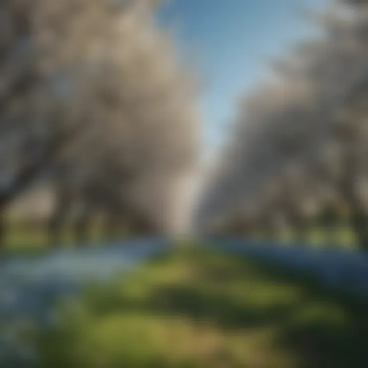 Lush cherry orchard under blue sky