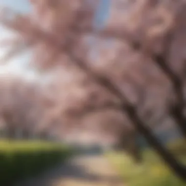 Mature cherry tree laden with blossoms