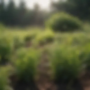 Effects of Herbicides on Target Weeds Effects of herbicides on target weeds