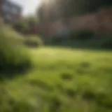 Healthy lawn undergoing scarification