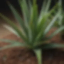 A close-up of a healthy aloe plant in well-draining soil.