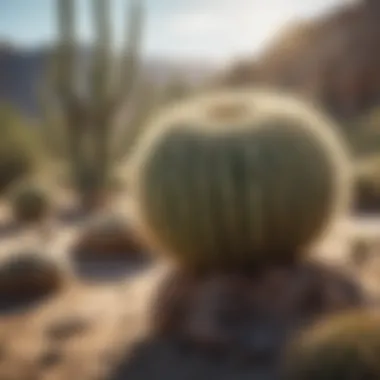Cacti in Their Natural Desert Habitat A sunny desert environment highlighting the natural habitat of cacti