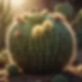 A diverse array of cactus species showcasing their unique shapes and sizes