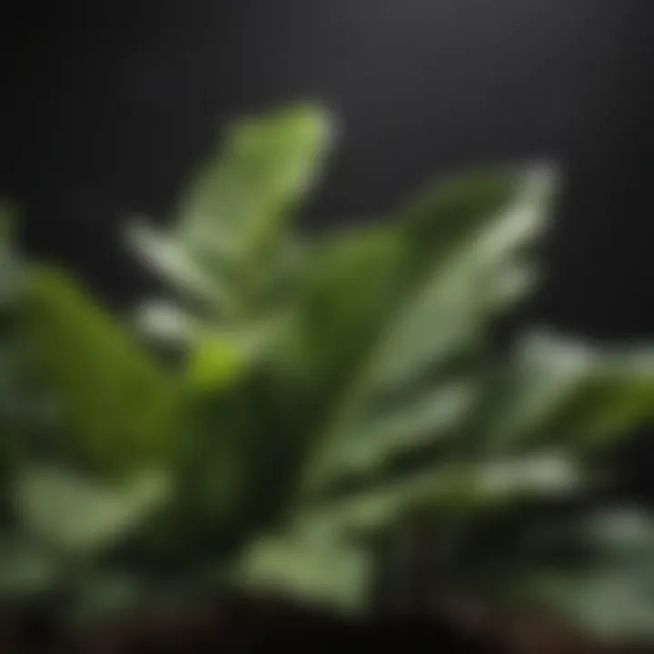 Close-up of fiddle leaf fig leaves showing signs of underwatering